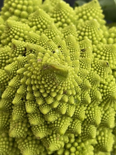 罗曼斯科花椰菜图片下载