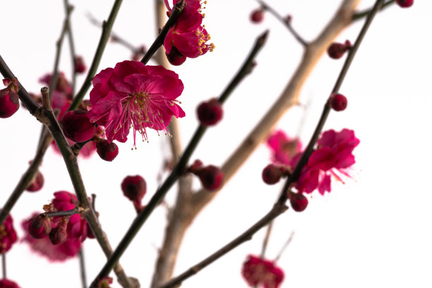 红色梅花白色背景照片。图片下载