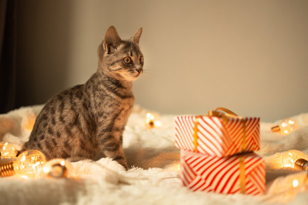 睡眼惺忪的蓝眼睛虎斑猫坐在一条针织毯子上看着镜头。舒适的家和hygge的概念。圣诞金色灯光散景背景的礼盒图片下载