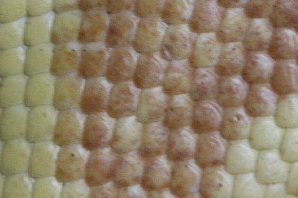 白化蟒蛇鳞片超近距离从微距镜头图片下载