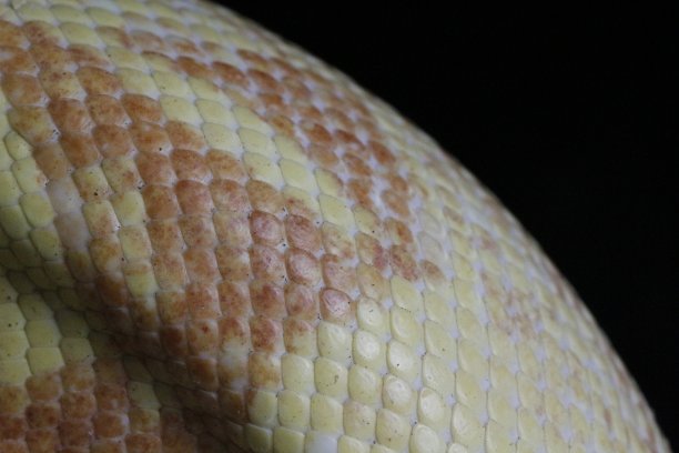 微距镜头下的白化红 boa 鳞片特写图片下载