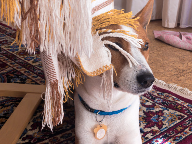 老巴辛吉狗躲在人椅的床罩和睡板下面图片下载