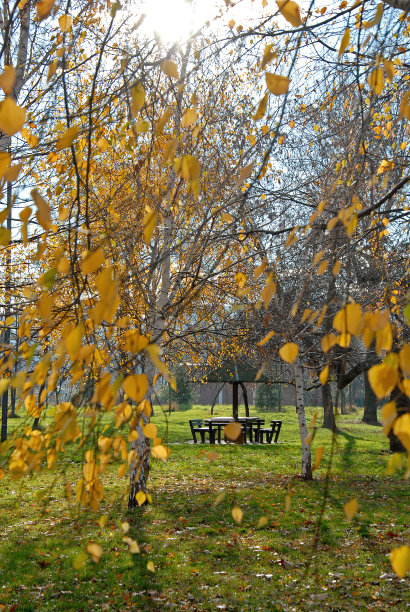 从公园透过树叶俯瞰长椅的秋景(图02)图片下载