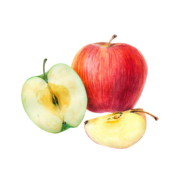 整只、半只和切片的苹果，植物学插图中的果实组成图片下载
