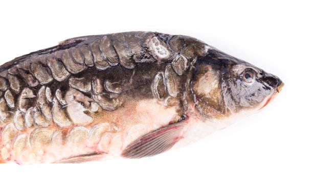 鲤鱼的特写图像。图片下载