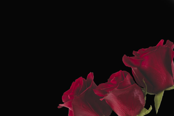 花玫瑰花瓣绽放红色自然美丽的背景图片下载