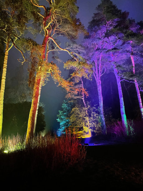 树木园中照亮的林地小径的图像，冬天夜晚的针叶树标本，紫色、黄色和蓝绿色的泛光灯图片下载