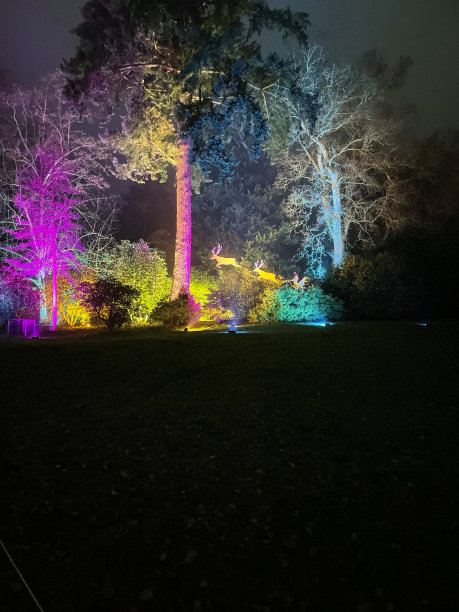 树木园中照亮的林地小径的图像，冬天夜晚的针叶树标本，粉红色、黄色和蓝绿色的泛光灯图片下载
