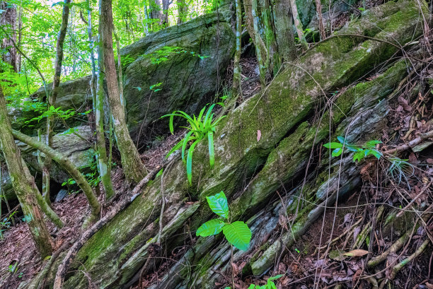 在地面的热带森林图片下载