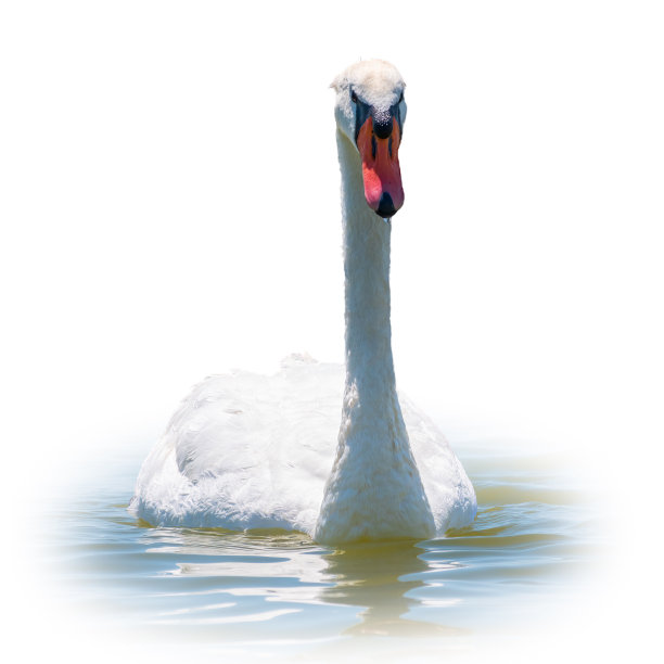 优雅的白天鹅在湖中游泳，孤立在白色的背景上。一只白天鹅在湖上游泳的肖像。图片下载