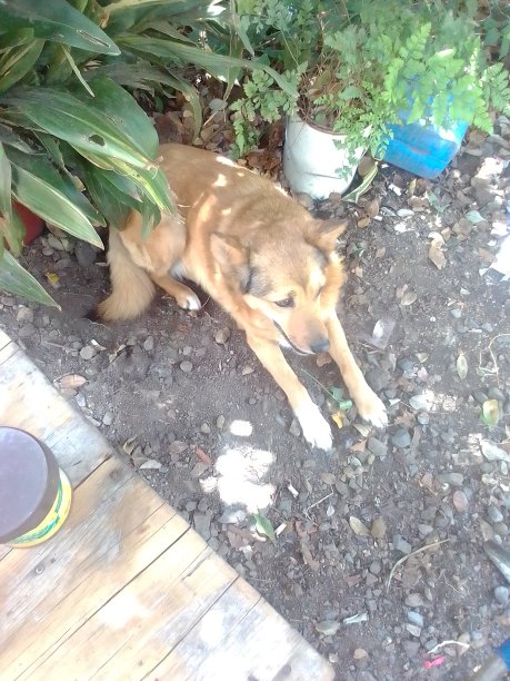 我是美丽的曼努埃拉图片下载