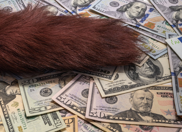 毛绒绒的动物尾巴在美元钞票上图片下载