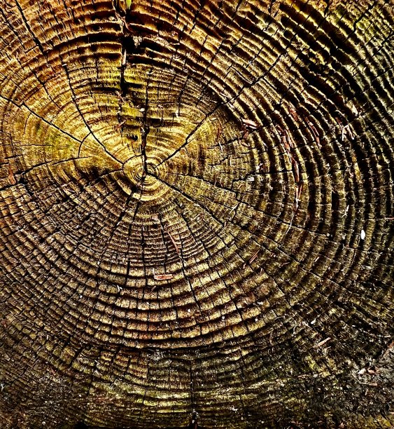 风化木图片下载