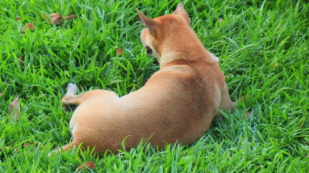 一只狗躺在花园里的草地上图片下载