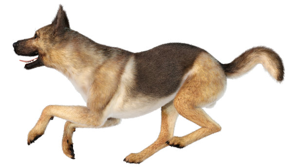 3D渲染德国牧羊犬在白色图片下载