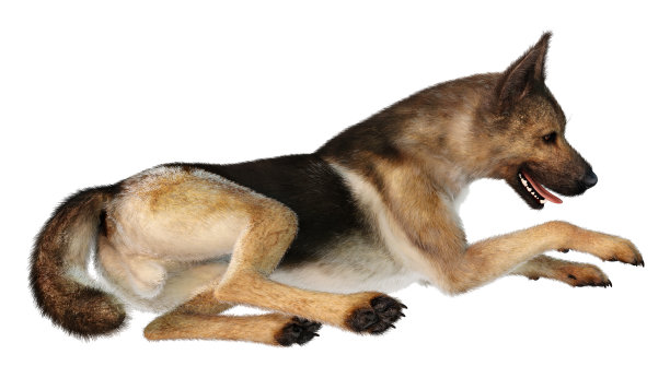 3D渲染德国牧羊犬在白色图片下载