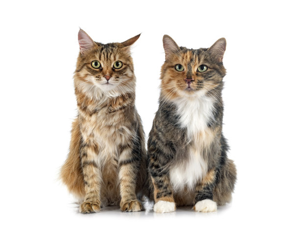 工作室里的千岛短尾鲸图片下载