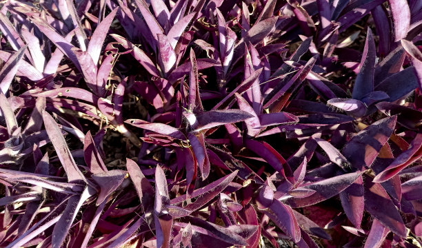 花园里的花的紫色叶子图片下载