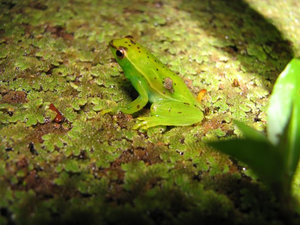 巴西的青蛙图片下载