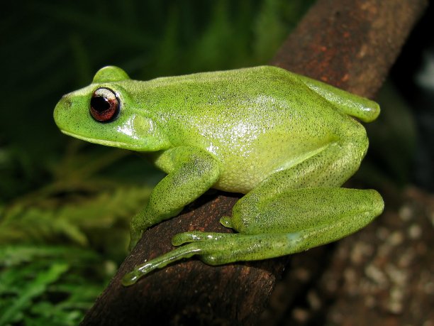 巴西的青蛙图片下载