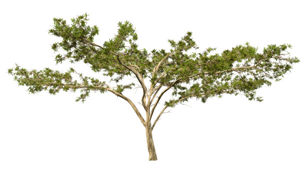 3D渲染金合欢树在白色图片下载