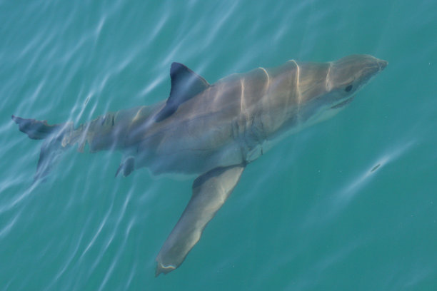 南非Gansbaai海域观察到大白鲨Carcharodon carcharias图片下载