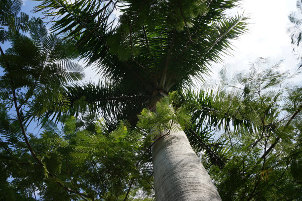 棕榈树的树冠，椰子树的树荫。图片下载