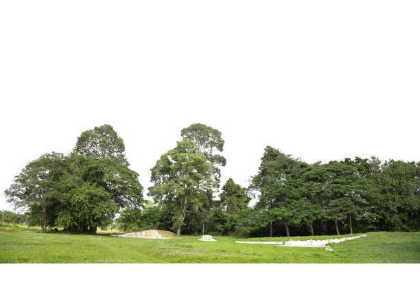 隔离的高清晰度树线视图图片下载