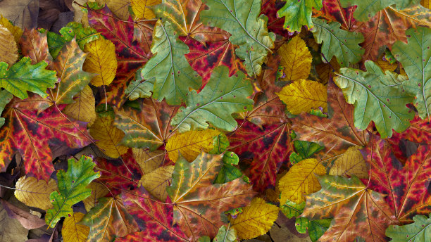 彩色的树叶背景秋天图案森林自然充满活力的颜色3D插图图片下载