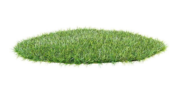 带有绿色草坪的草地区域混合媒体图片下载