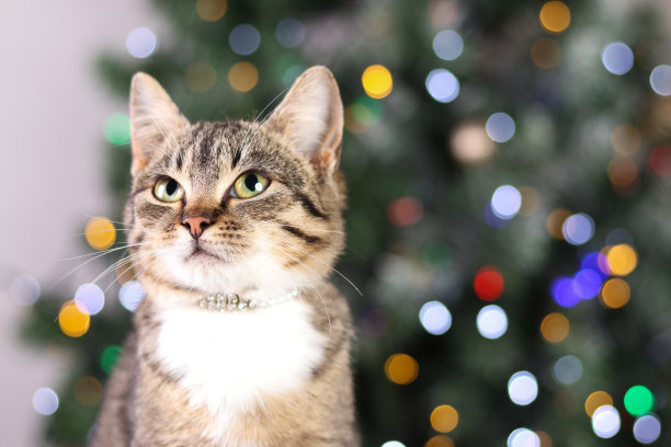 在圣诞树和圣诞灯的背景上有一只绿色眼睛的猫。图片下载