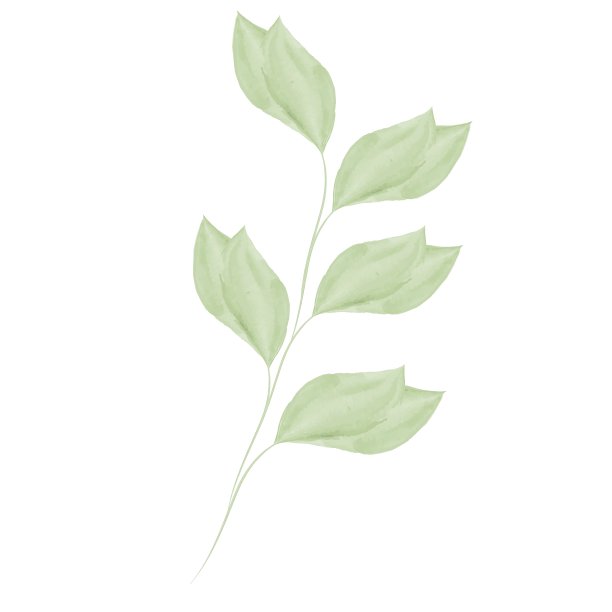 长着绿叶的树枝。抽象淡雅的植物水彩风格。矢量插图孤立在白色背景上。图片下载