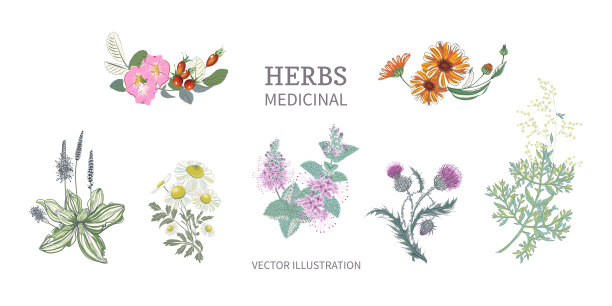 收集草药。玫瑰，金盏菊，甘菊，乳蓟，艾草，薄荷，车前草。图片下载