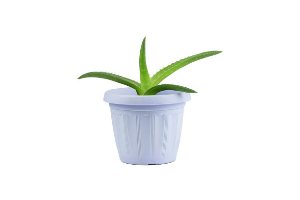 花在一个花盆孤立的背景，芦荟在一个花盆上的白色背景图片下载