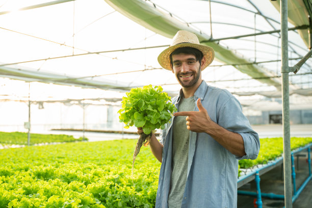 年轻农民从水培农场收获蔬菜的照片。水培，有机新鲜蔬菜，农民在温室水培菜园工作。图片下载