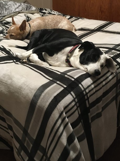 我们去他们床上睡个午觉吧图片下载