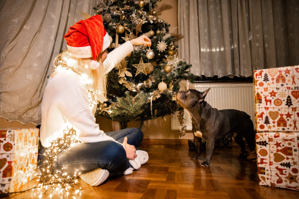 顽皮的法国斗牛犬和他的女主人玩圣诞装饰品图片下载