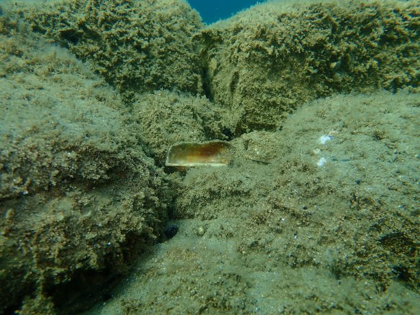 诺亚方舟或诺亚方舟海底双壳软体动物的壳图片下载