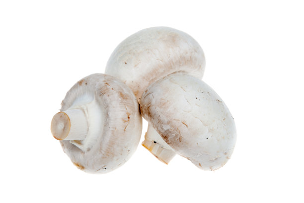 新鲜蘑菇孤立在白色背景上图片下载
