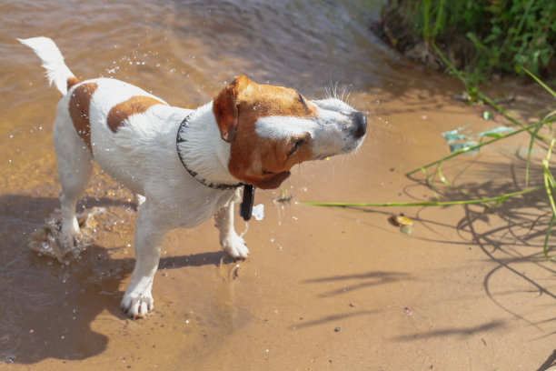 湿漉漉的杰克罗素犬在夏天游泳后会抖掉池塘里的水图片下载