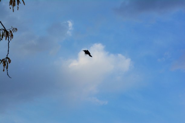 天空中的鸟图片下载