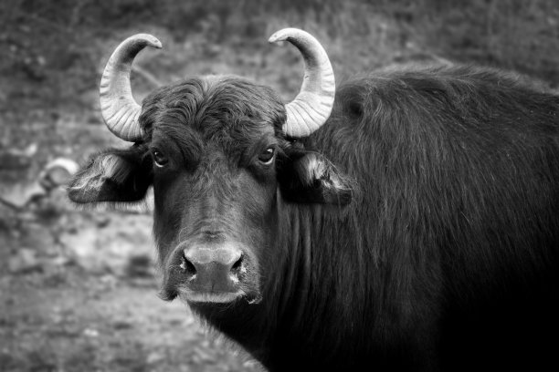愤怒的大黑牛图片下载