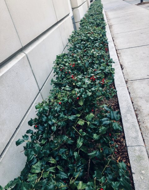 冬青布什花圃图片下载