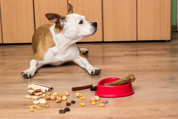 狗饼干图片下载