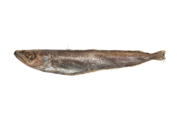 海洋商业鱼。图片下载