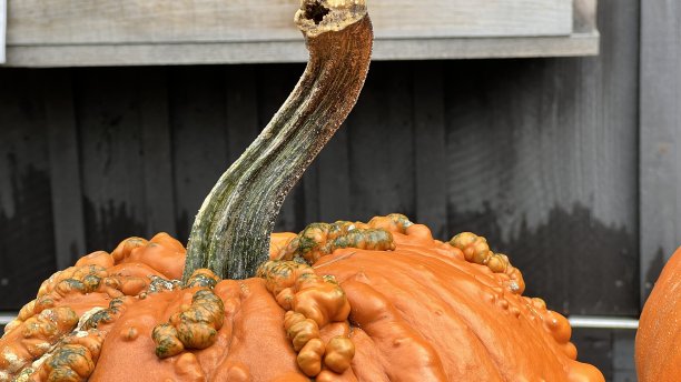 秋季南瓜装饰图片下载