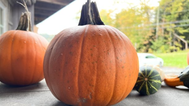 秋季南瓜装饰图片下载