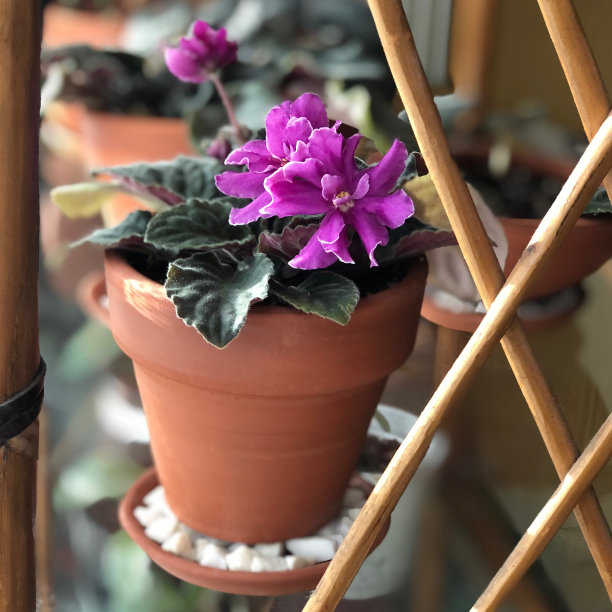 花时间图片下载