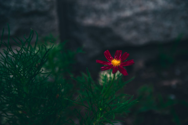 春天花园的花。自然公园景观。绿叶植物背景。-股票图片图片下载