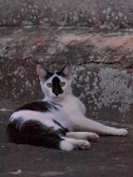 虎斑猫懒洋洋地躺在乡村的地板上，绿眼睛闪闪发光地盯着摄像机。图片下载
